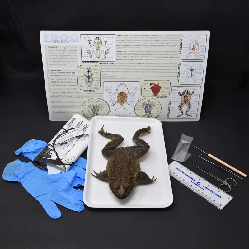 Advanced Frog Anatomy Kit