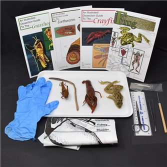 Animal Anatomy Kit