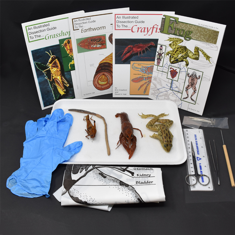 Animal Anatomy Kit