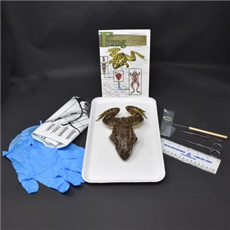 Basic Frog Anatomy Kit