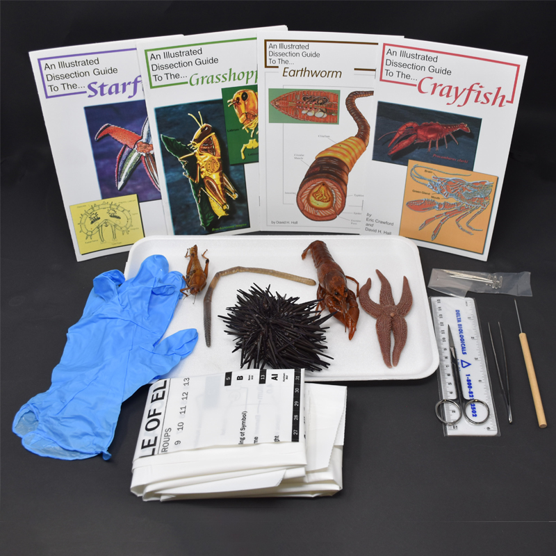 Basic Zoology Kit