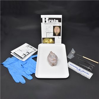 Brain Anatomy Kit