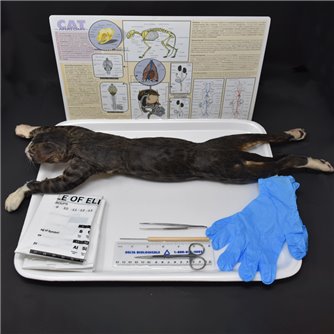 Cat Anatomy Kit