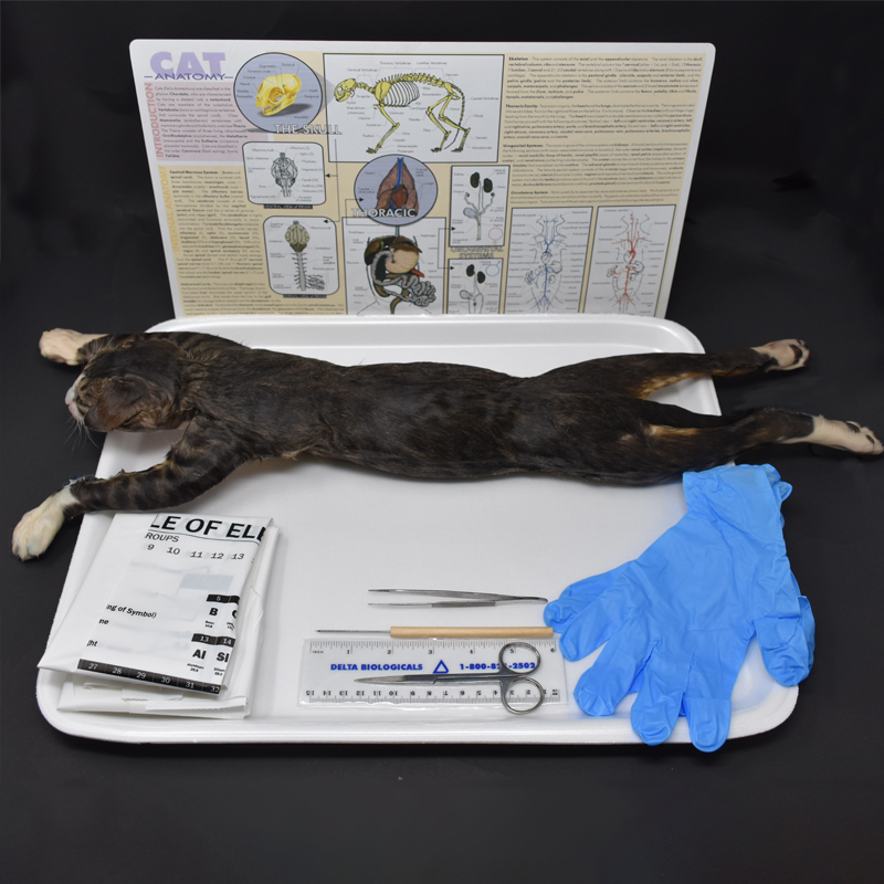 Cat Anatomy Kit