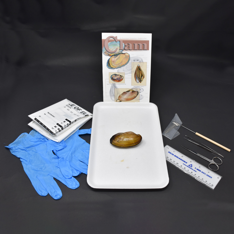 Clam Anatomy Kit