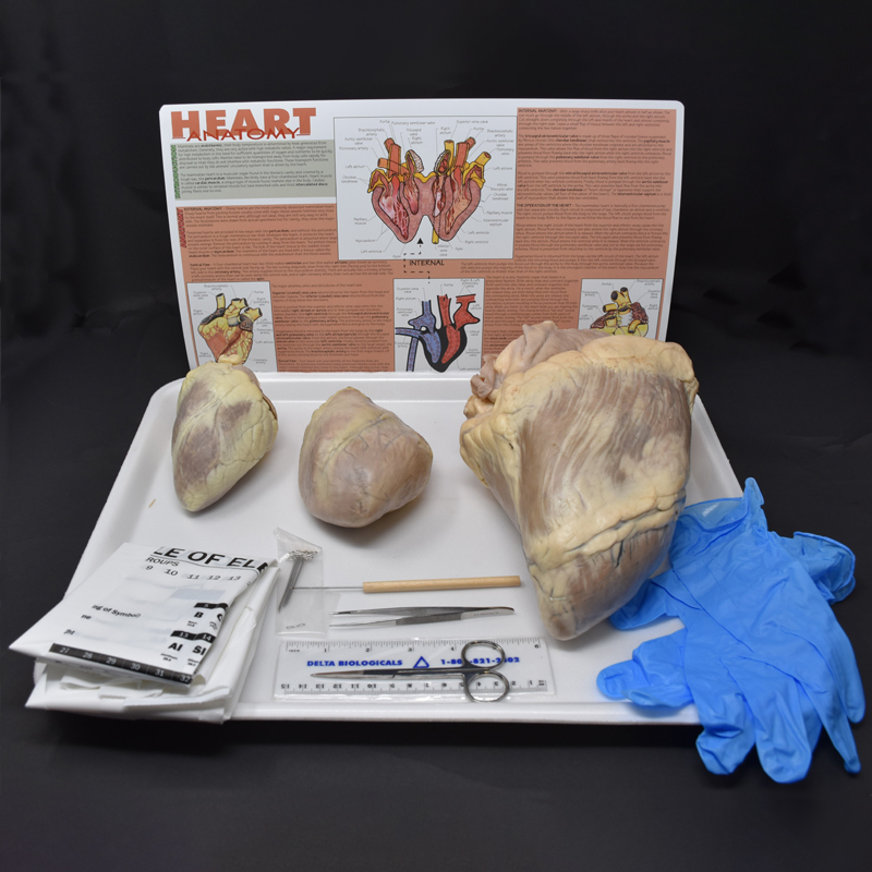 Comparative Mammalian Heart Kit
