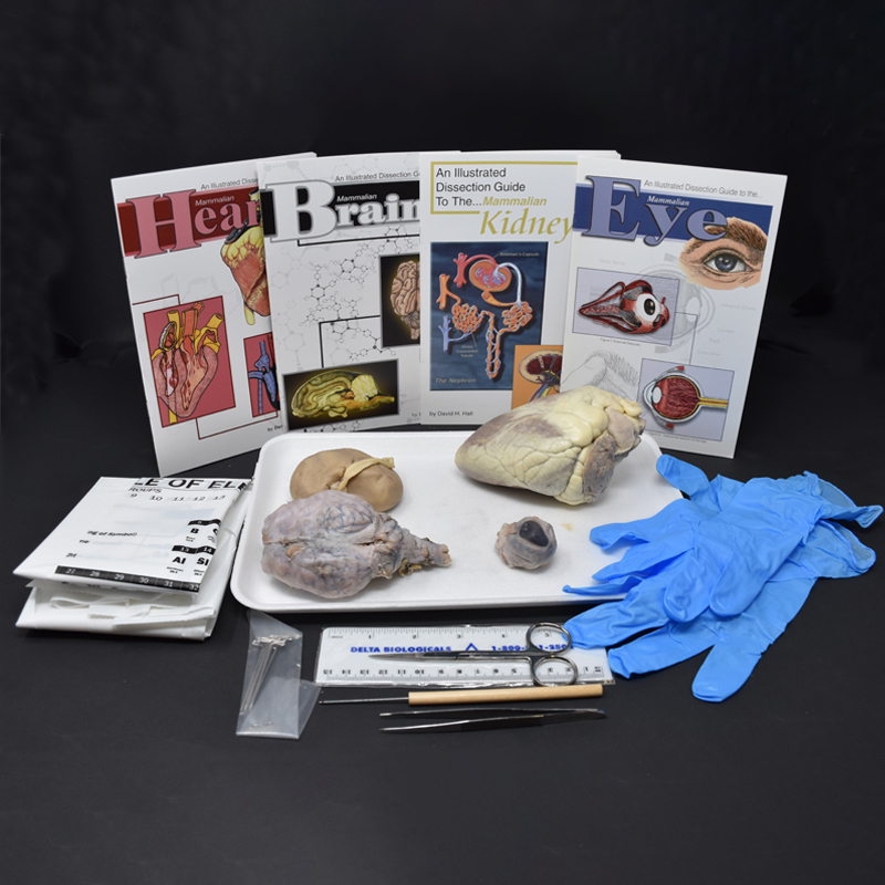 Comparative Mammalian Organ Kit