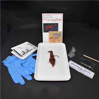 Crayfish Anatomy Kit