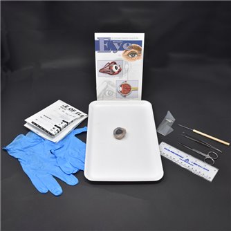 Mammalian Eye Anatomy Kit