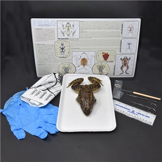 Frog Anatomy Kit