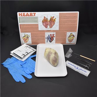 Mammalian Heart Anatomy Kit