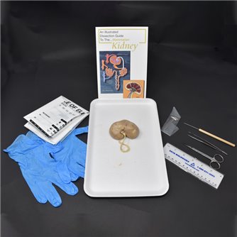 Mammalian Kidney Kit