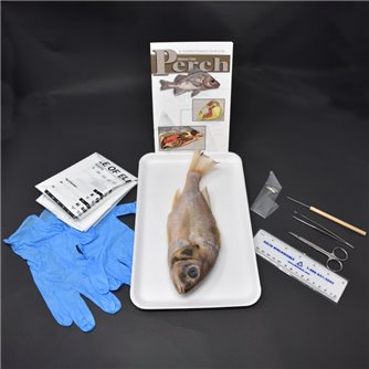 Perch Anatomy Kit