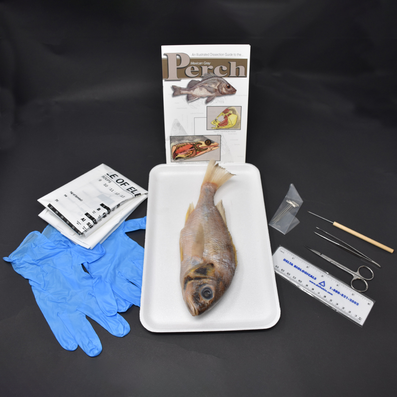 Perch Anatomy Kit