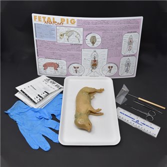 Pig Anatomy Kit