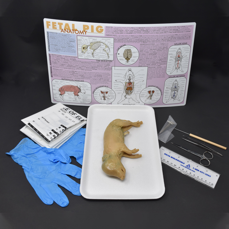 Pig Anatomy Kit