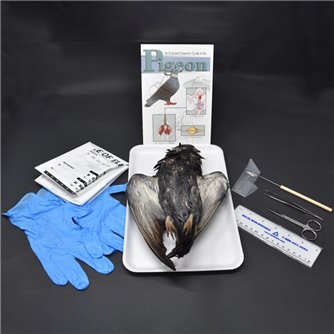 Pigeon Anatomy Kit