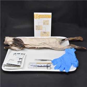 Rabbit Anatomy Kit