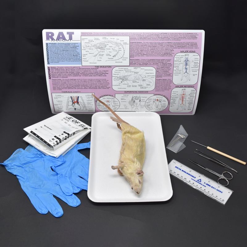 Rat Anatomy Kit