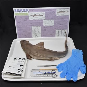 Shark Anatomy Kit