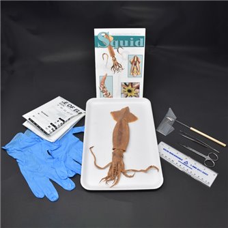 Squid Anatomy Kit