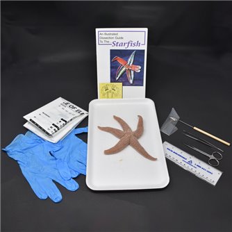 Starfish Anatomy Kit