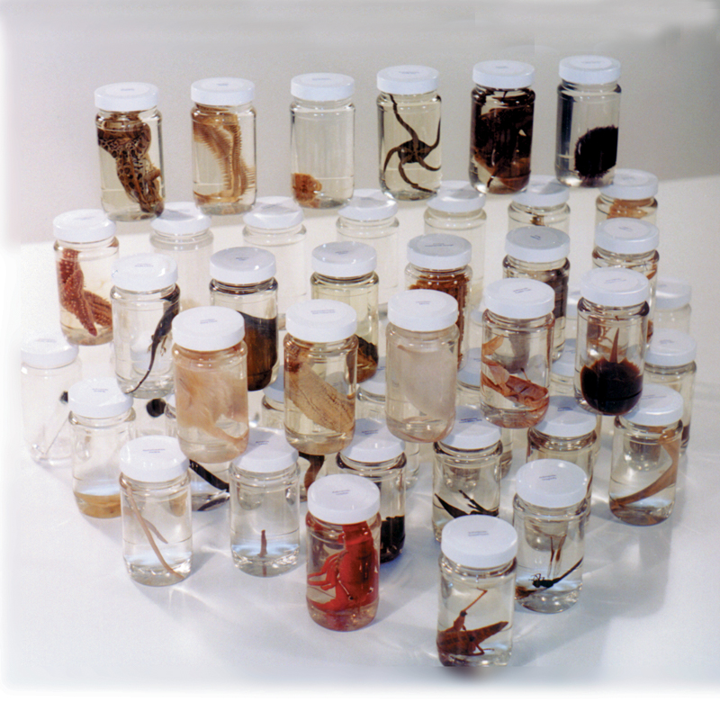 Animal Survey Set - 48 Specimens