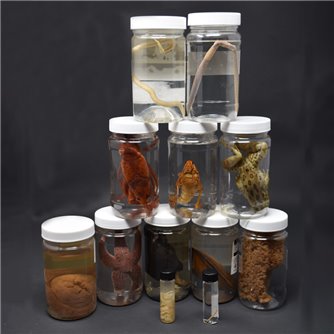 Animal Survey Set - 12 Specimens