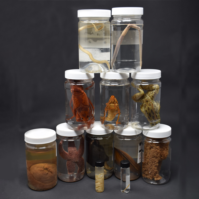 Animal Survey Set - 12 Specimens