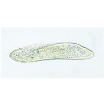 Paramecium Live Culture