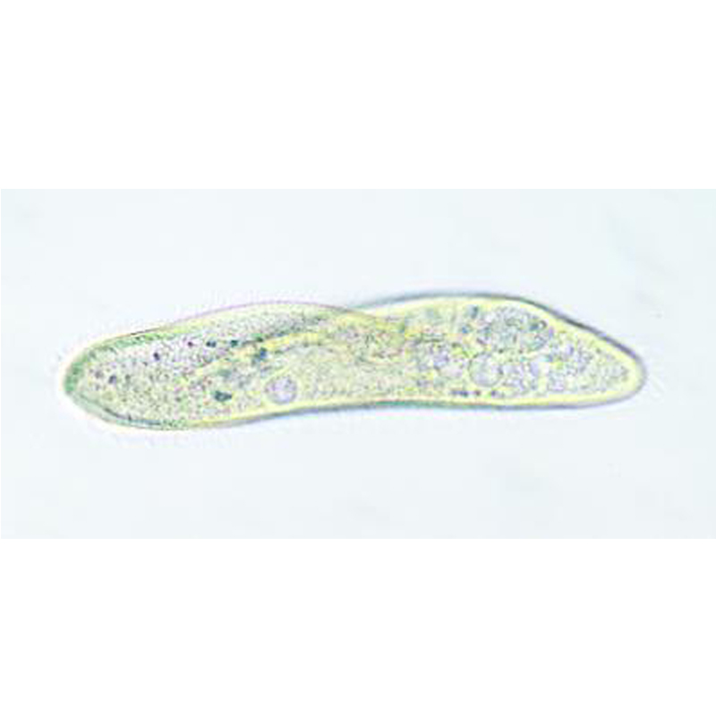 Paramecium Live Culture