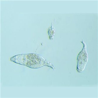 Mixed Rotifers Live Culture