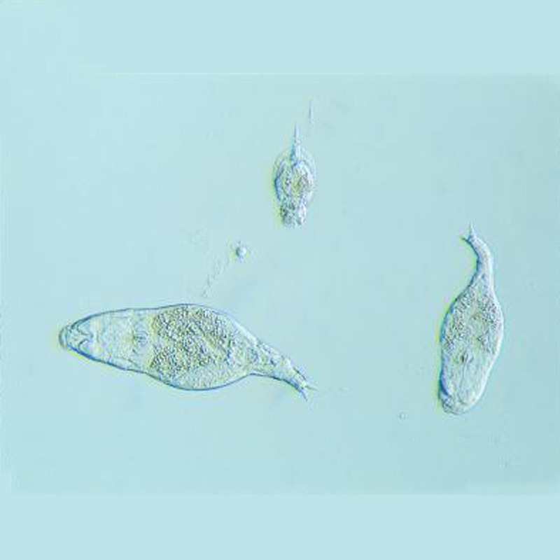 Mixed Rotifers Live Culture