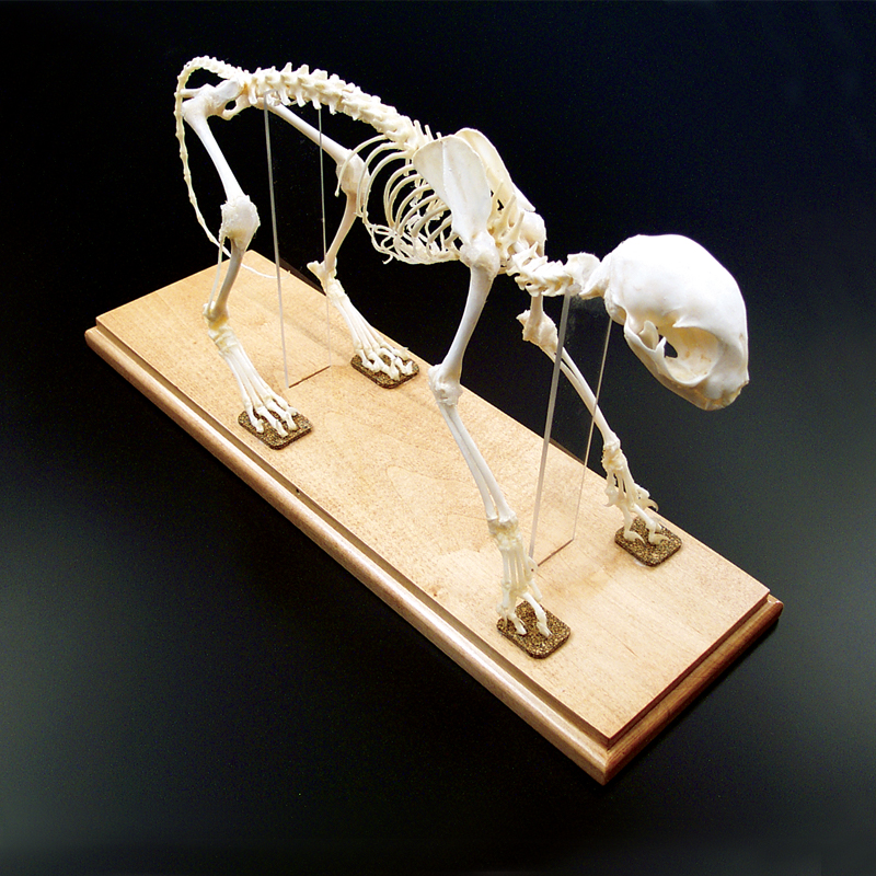 Cat Skeleton - Articulated & Mounted