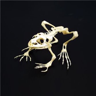 Grassfrog Skeleton - Articulated & Unmounted