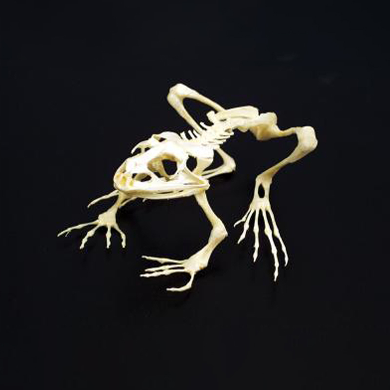 Grassfrog Skeleton - Articulated & Unmounted