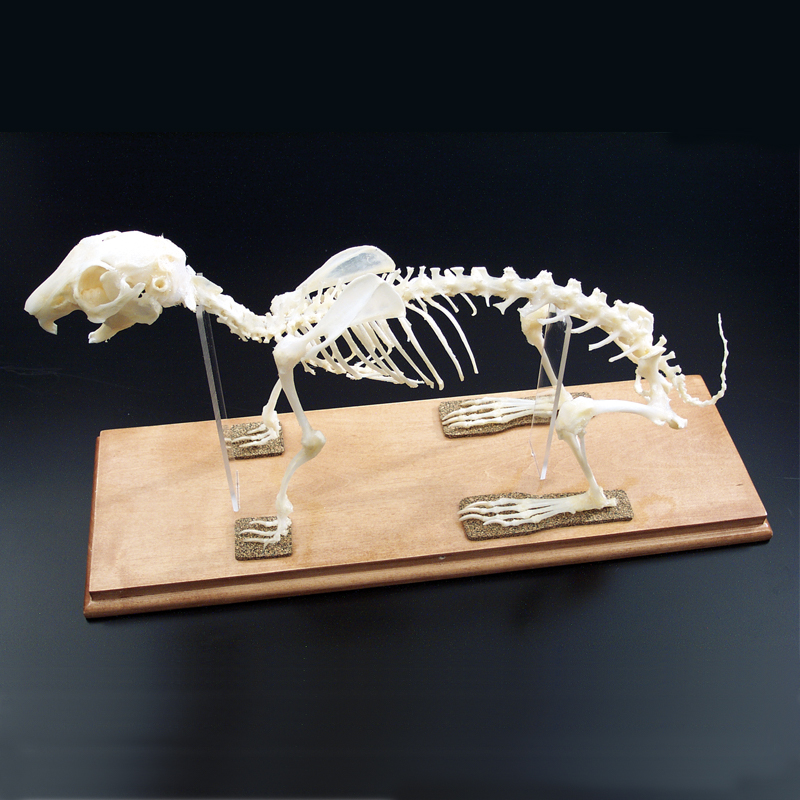 Rabbit Skeleton - Articulated & Mounted