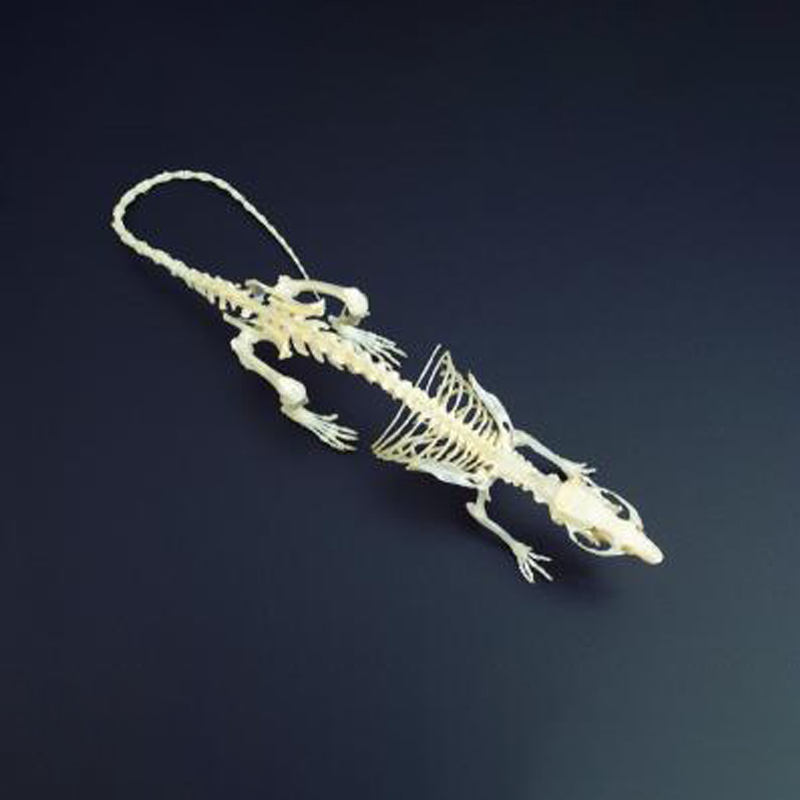 Rat Skeleton - Articulated & Unmounted