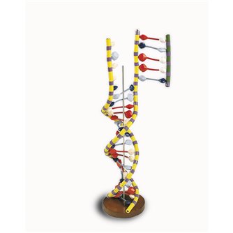 DNA Double Helix