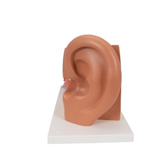 Ear