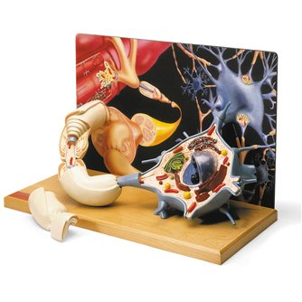 Motor Neuron Diorama