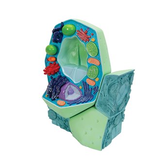 Plant Cell