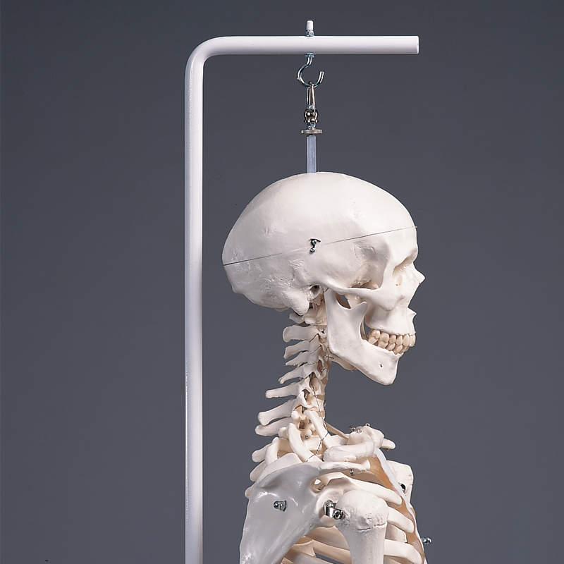 Standard Human Skeleton Suspended - Stan