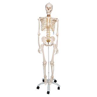 Standard Human Skeleton - Stan