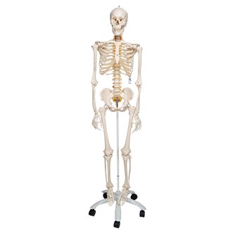 Standard Human Skeleton - Stan