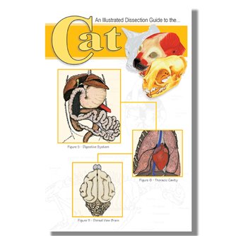 Dissection Guide - Cat