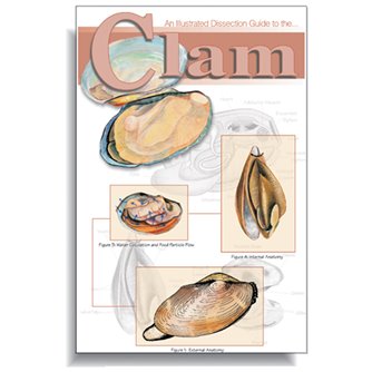 Dissection Guide - Clam