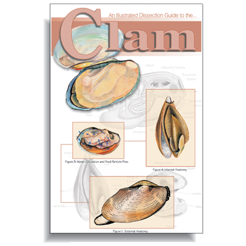 Dissection Guide - Clam