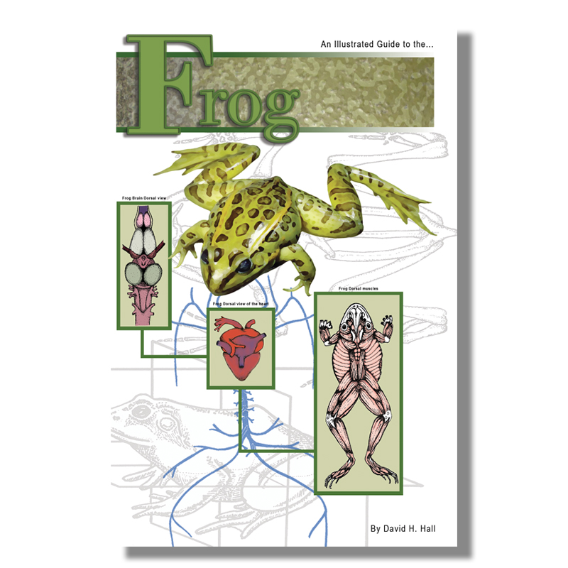 Dissection Guide - Frog