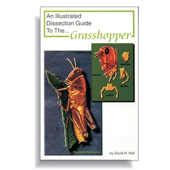 Dissection Guide - Grasshopper